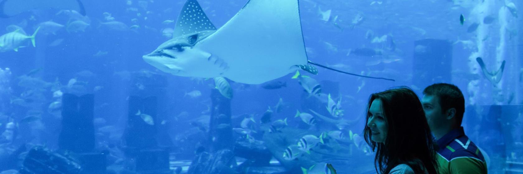 Aquario Marinho do Rio de Janeiro